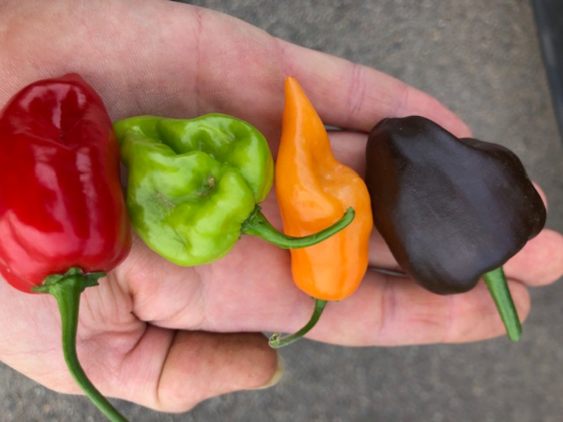 Le Piment: Un coup de chaud dans votre cuisine